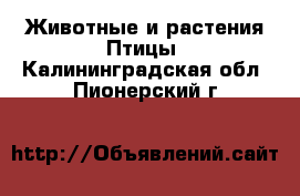 Животные и растения Птицы. Калининградская обл.,Пионерский г.